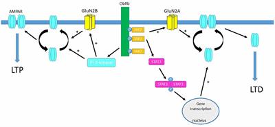 Regulation of Hippocampal Synaptic Function by the Metabolic Hormone, Leptin: Implications for Health and Neurodegenerative Disease